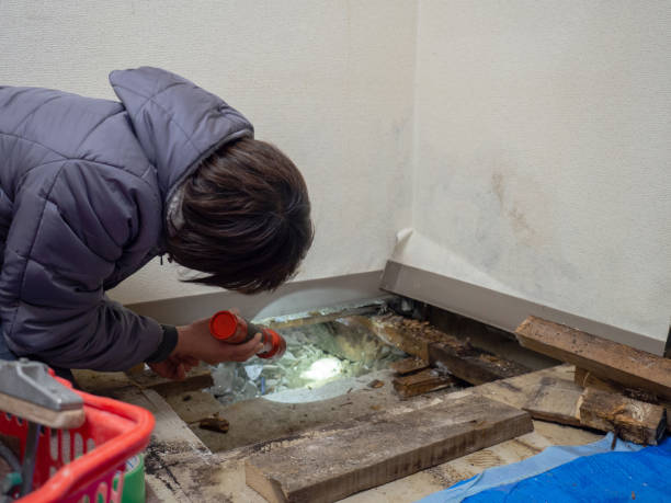 Reliable Cochran, GA Mold Removal Solutions